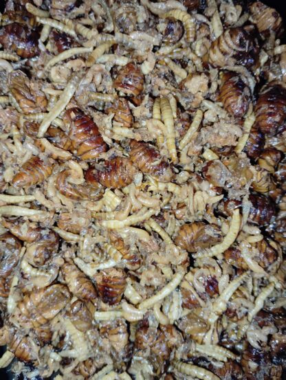 NATURAL INSECTS gekocht (ready to use) 500gr